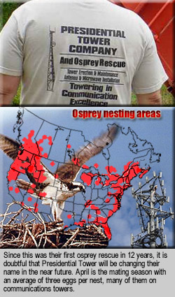 Tower Osprey Nesting